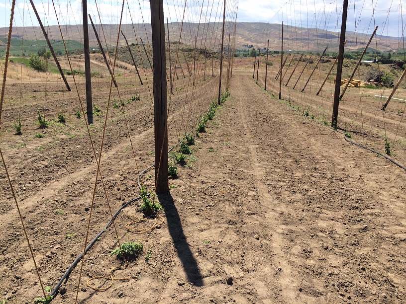 Feeding Hops