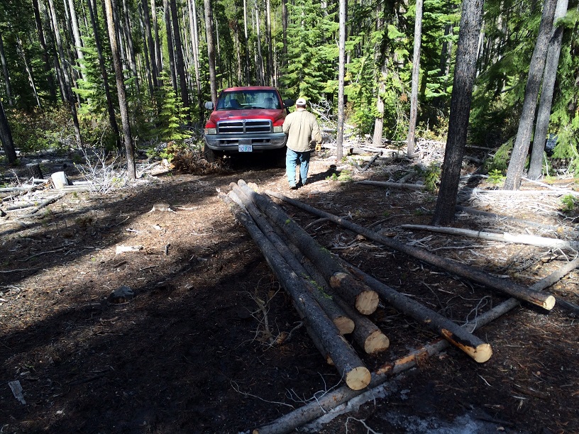 Logging Lodge Pole Pine