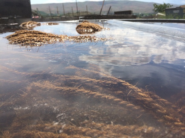 coir twine soaking